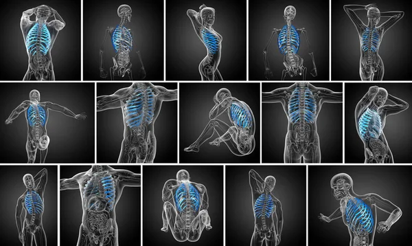 3d representación médica ilustración de la caja torácica — Foto de Stock