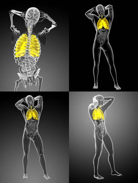 Illustration de rendu 3D du système respiratoire — Photo