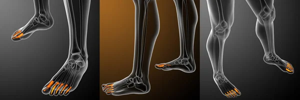 3d representación ilustración del pie falanges humano — Foto de Stock