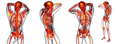 insan iskeleti 3D işleme tıbbi çizimi