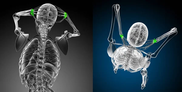 3D rendering medicinsk illustration av Framknä ben — Stockfoto