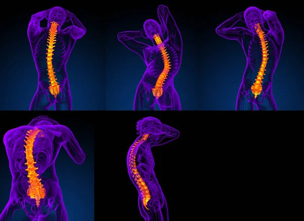 3D-återgivning medicinsk illustration av människans ryggrad — Stockfoto