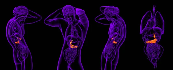 3d representación médica ilustración de la vesícula biliar y el páncreas — Foto de Stock