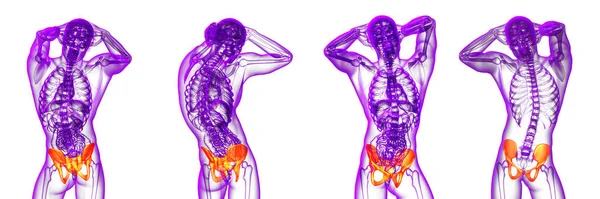3D vykreslování lékařské ilustrace kosti pánve — Stock fotografie