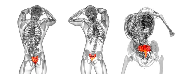 Rendering 3D illustrazione medica dell'osso sacro — Foto Stock