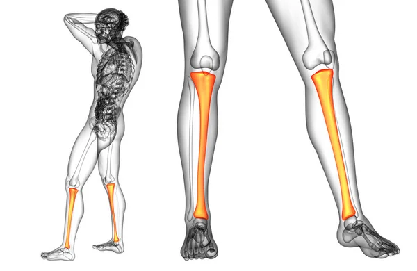 3D rendering medicinsk illustration av tibia benet — Stockfoto