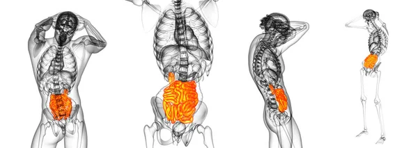 3d rendering illustration of the small intestine — Stock Photo, Image