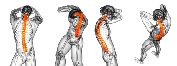 मानवी पाठीचा वैद्यकीय स्पष्टीकरण 3 डी प्रदर्शित — स्टॉक फोटो, इमेज