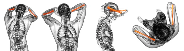 3d рендеринг медицинской иллюстрации лучевой кости — стоковое фото