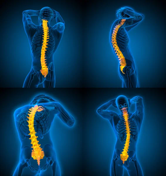 3D-återgivning medicinsk illustration av människans ryggrad — Stockfoto