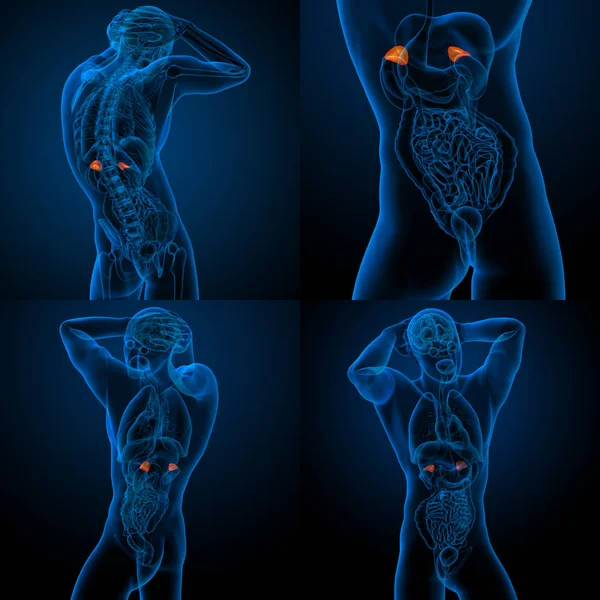 人間の副腎の 3 d レンダリング図 — ストック写真