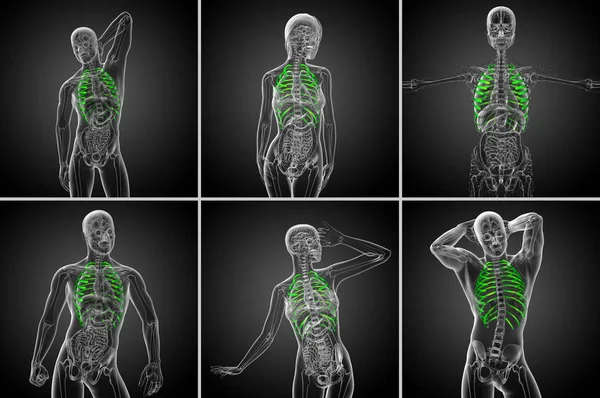 Ilustrasi medis 3d render dari tulang rusuk — Stok Foto