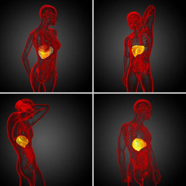 3d rendering illustrazione medica del fegato — Foto Stock