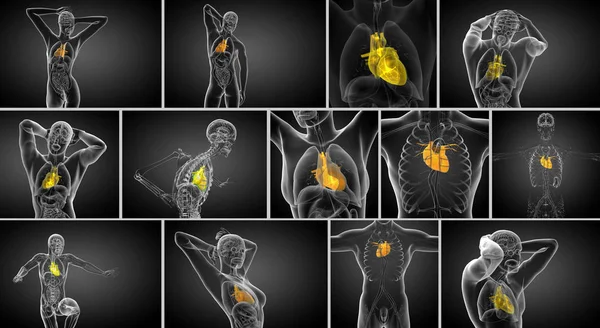 Representación 3D ilustración médica de un corazón humano — Foto de Stock