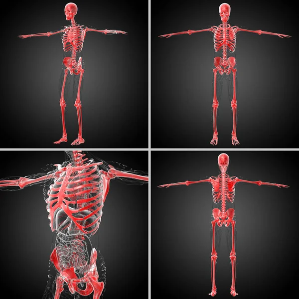 3D vykreslování lékařské ilustrace kosti, kostra — Stock fotografie