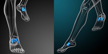 tarsals kemik 3D işleme tıbbi çizimi