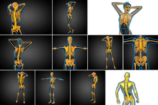 Representación 3D ilustración médica del hueso del esqueleto — Foto de Stock