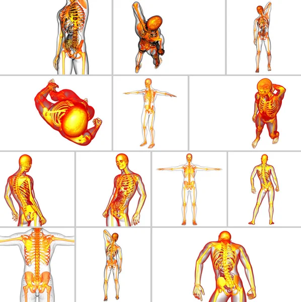3D-Darstellung medizinischer Darstellung des Skelettknochens — Stockfoto