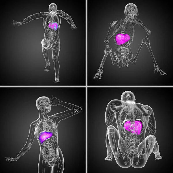 3d rendering medical illustration of the liver — Stock Photo, Image