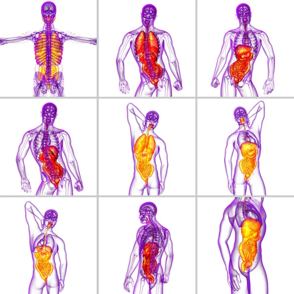 Representación 3D ilustración médica del sistema digestivo humano — Foto de Stock