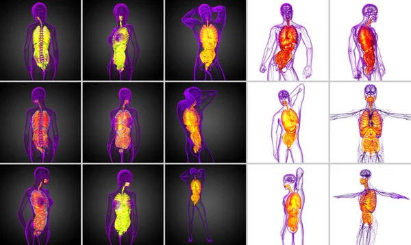 人間の消化器系の 3 d レンダリングの医療イラスト — ストック写真