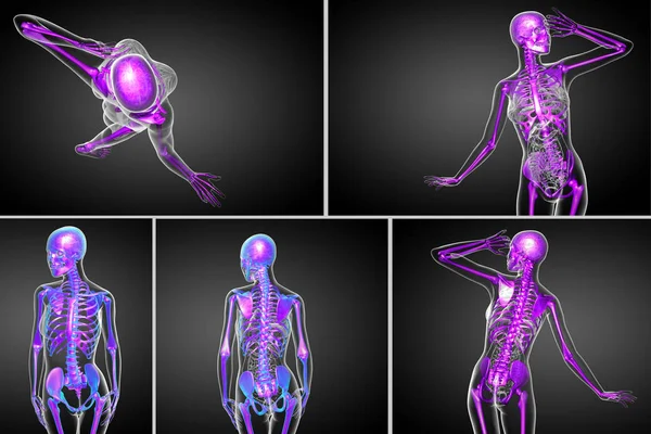 Gambaran medis 3D dari tulang kerangka — Stok Foto