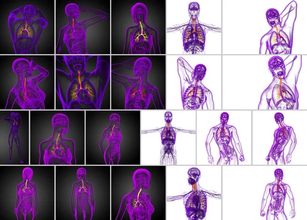 Representación 3D ilustración médica de los bronquios masculinos — Foto de Stock
