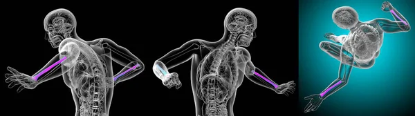 3d рендеринг медицинской иллюстрации лучевой кости — стоковое фото