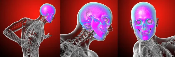 3d rendering medical illustration of the human skull — Stock Photo, Image