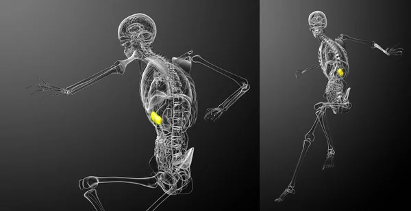 3d rendering illustrazione medica della milza — Foto Stock