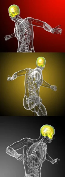 3D renderização ilustração médica do crânio superior — Fotografia de Stock