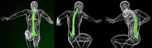 3D рендеринг медицинской иллюстрации позвоночника человека — стоковое фото