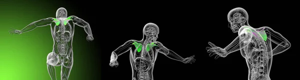 Illustration médicale en 3D de l'omoplate — Photo