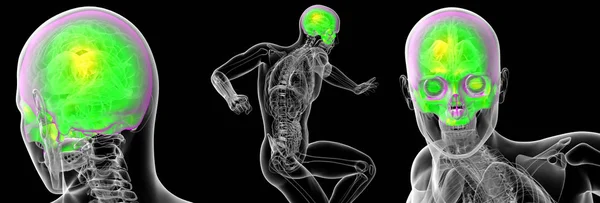 Illustration médicale en 3D du sull humain — Photo