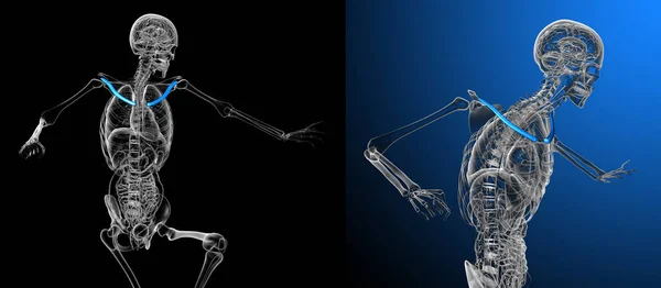 3d renderização ilustração médica do osso da clavícula — Fotografia de Stock