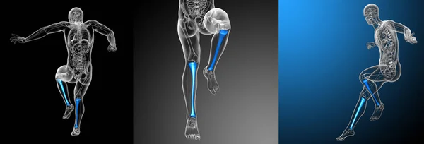 3d representación médica ilustración del hueso de la tibia — Foto de Stock