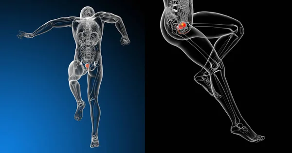 3d representación médica ilustración de la vejiga humana — Foto de Stock