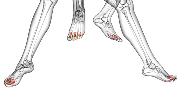 3D-Darstellung medizinischer Illustration des Phalanges-Fußes — Stockfoto