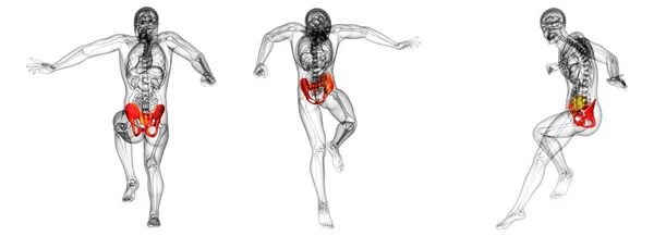 3D-Darstellung medizinischer Darstellung des Hüftknochens — Stockfoto