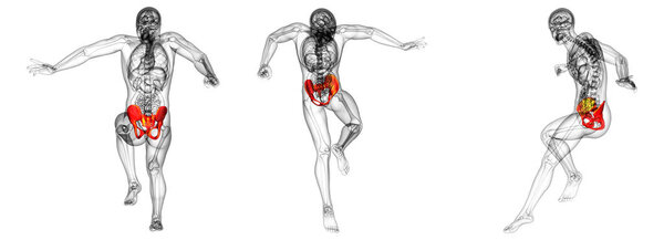 3d rendering medical illustration of the hip bone 