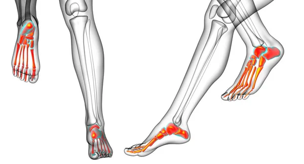 3D vykreslování lékařské ilustrace kosti nohy — Stock fotografie