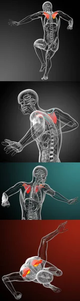 Illustration médicale en 3D de l'omoplate — Photo