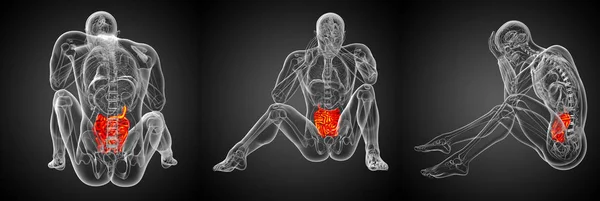 3d representación ilustración del intestino delgado masculino —  Fotos de Stock