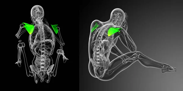 3d representación médica ilustración del hueso de la escápula —  Fotos de Stock