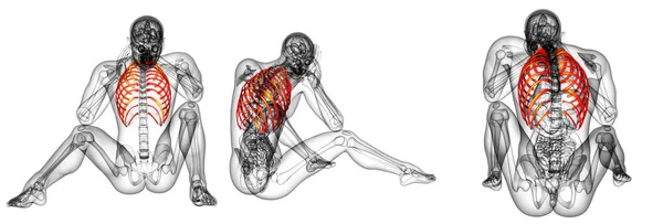 3D-Darstellung der medizinischen Illustration des Brustkorbs — Stockfoto