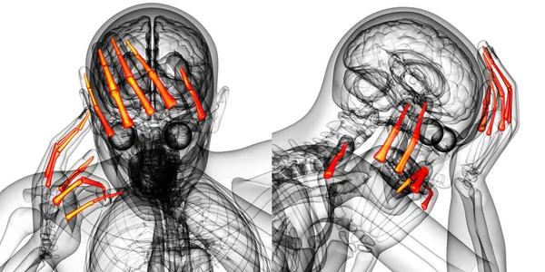 3d rendering illustration of the human phalanges hand — Stock Photo, Image