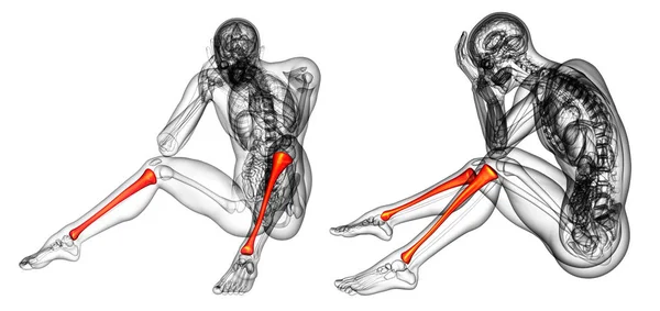 3d rendering medical illustration of the tibia — Stock Photo, Image