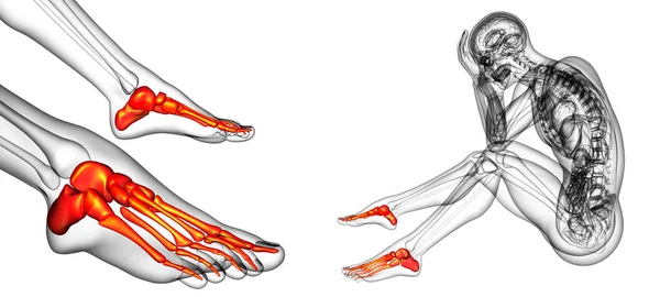 3d renderização ilustração médica do osso do pé — Fotografia de Stock