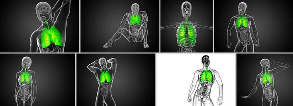 Ilustración de la representación 3d del sistema respiratort — Foto de Stock