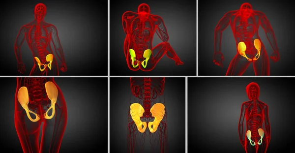 骨盤骨の 3 d レンダリングの医療イラスト — ストック写真